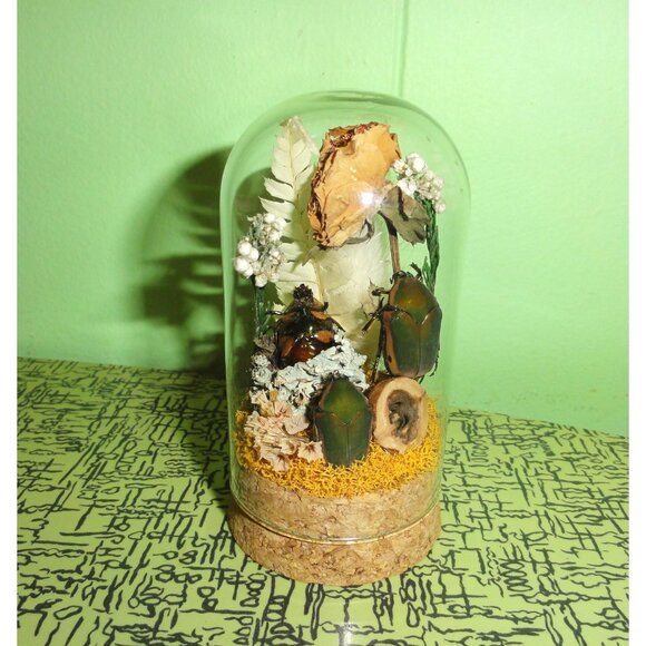 June Bug Sitting In Pinecone Throne Oddity Jar curiosity dome insect taxidermy - Picture 9 of 14